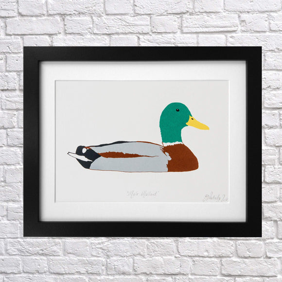 Male Mallard Duck Screen Print